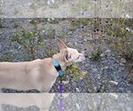 Small #27 Saluki-Whippet Mix