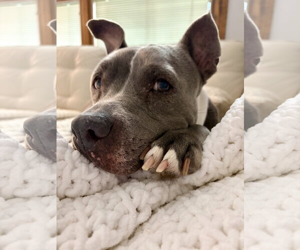 Medium Photo #11 American Pit Bull Terrier Puppy For Sale in Techny, IL, USA