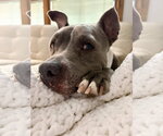 Small Photo #11 American Pit Bull Terrier Puppy For Sale in Techny, IL, USA