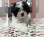 Small #1 Mal-Shi