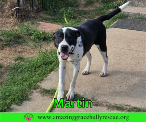 Martin - Male Bulldog-Pointer Mix Dog for Adoption - Photo #7