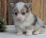 Small #4 Pembroke Welsh Corgi