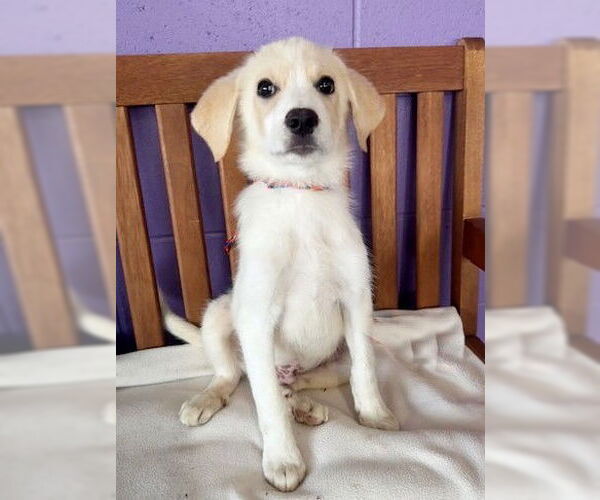 Medium Photo #4 Golden Pyrenees Puppy For Sale in Genesee, WI, USA