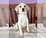 Small #3 Golden Pyrenees