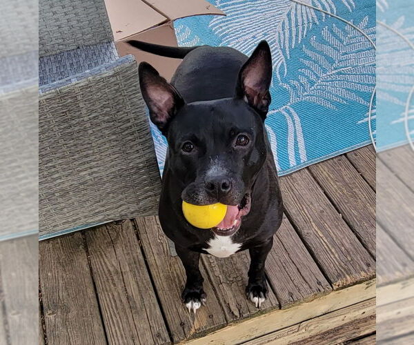 Medium Photo #1 American Pit Bull Terrier-Bulldog Mix Puppy For Sale in Wyoming, MI, USA