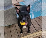 Small American Pit Bull Terrier-Bulldog Mix