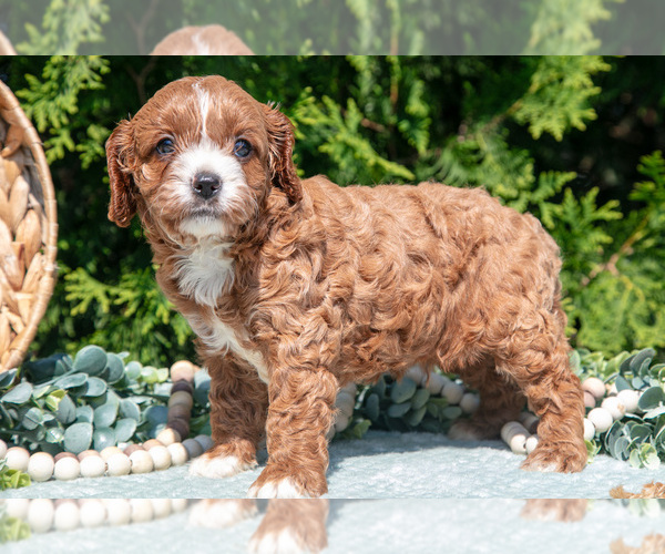 Medium Photo #2 Cavapoo Puppy For Sale in KIRKWOOD, PA, USA