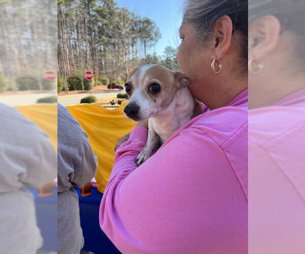 Medium Photo #3 Chihuahua-Unknown Mix Puppy For Sale in Garner, NC, USA