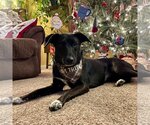 Small Photo #35 Labrador Retriever-Unknown Mix Puppy For Sale in Fargo, ND, USA