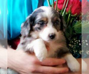 Miniature Bernedoodle Puppy for sale in NEWAYGO, MI, USA