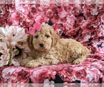 Small Photo #2 Cockapoo Puppy For Sale in NOTTINGHAM, PA, USA