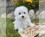 Small #1 Maltese