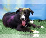 Small #2 Great Dane Mix