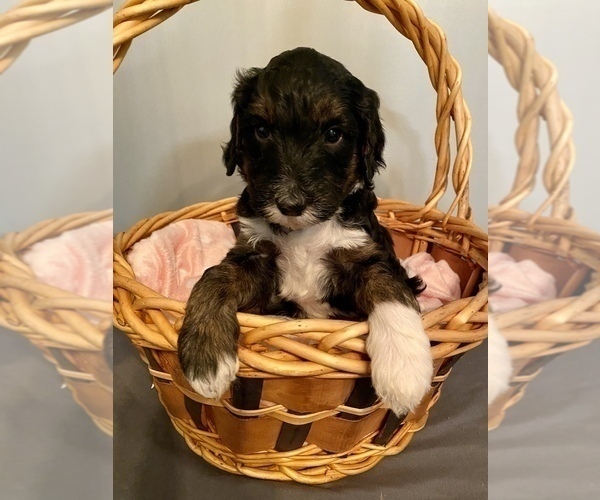 Medium Photo #9 Sheepadoodle Puppy For Sale in ANDERSON, IN, USA