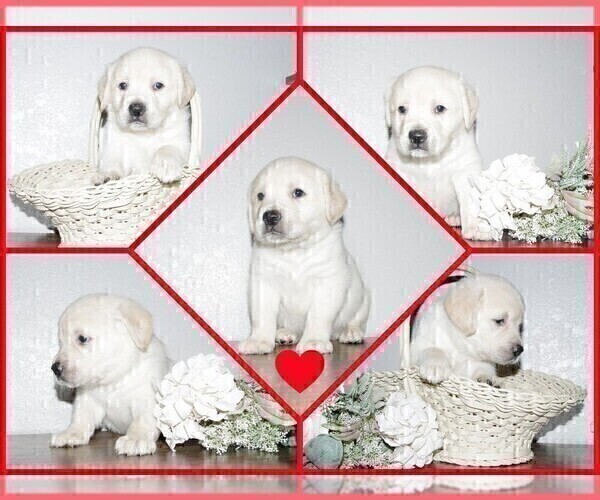 Medium Photo #13 English Cream Golden Retriever-Labrador Retriever Mix Puppy For Sale in FORT COLLINS, CO, USA