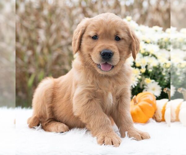 Medium Photo #5 Golden Retriever Puppy For Sale in NEWPORT, PA, USA