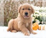 Small #4 Golden Retriever