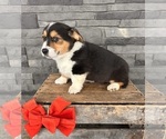 Small #4 Pembroke Welsh Corgi