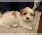 Small Photo #25 Coton de Tulear Puppy For Sale in YELM, WA, USA