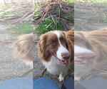 Small #5 Australian Shepherd