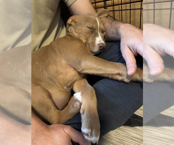 Medium Photo #8 Labrador Retriever-Unknown Mix Puppy For Sale in Rockville, MD, USA