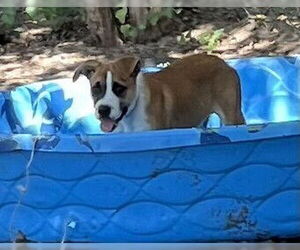 Boxer Dogs for adoption in Austin, TX, USA