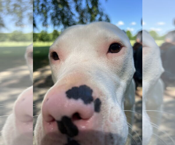 Medium Photo #4 American Bulldog-Unknown Mix Puppy For Sale in Oakhurst, NJ, USA