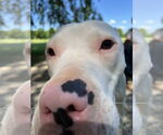 Small #3 American Bulldog Mix