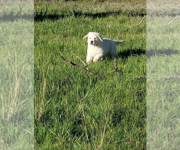 Medium Photo #4 Golden Retriever Puppy For Sale in THOUSAND OAKS, CA, USA