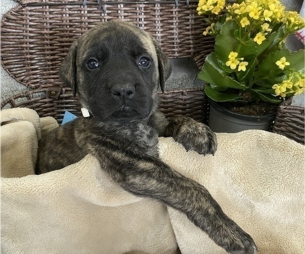 Medium Photo #3 Mastiff Puppy For Sale in BRUCETON MILLS, WV, USA