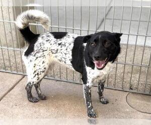 Mutt Dogs for adoption in Martinez, CA, USA