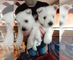 West Highland White Terrier Puppy for sale in CANTON, OH, USA