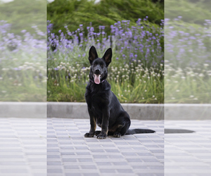 German Shepherd Dog Puppy for sale in Ottawa, Ontario, Canada