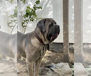 Father of the Cane Corso puppies born on 02/17/2024