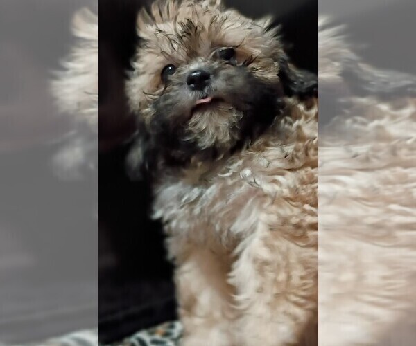 Medium Photo #4 Mal-Shi Puppy For Sale in DAHLONEGA, GA, USA