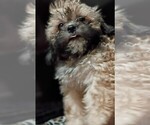 Puppy Baily Mal-Shi