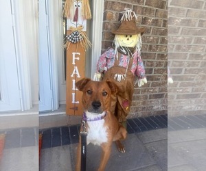 Kail - Female Golden Retriever-Unknown Mix Dog for Adoption - Photo #4