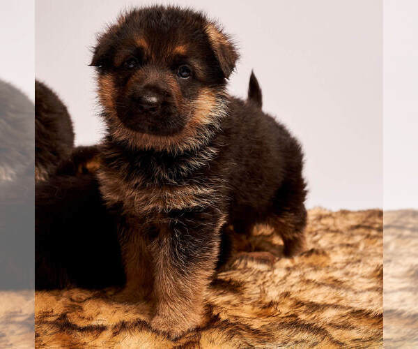 Medium Photo #15 German Shepherd Dog Puppy For Sale in ALICE, TX, USA
