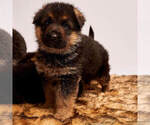 Small Photo #15 German Shepherd Dog Puppy For Sale in ALICE, TX, USA