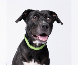 Black Mouth Cur-Unknown Mix Dogs for adoption in Pearland, TX, USA