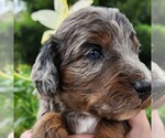 Small #2 F2 Aussiedoodle