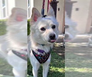 Pomimo Dogs for adoption in Lake Elsinore, CA, USA