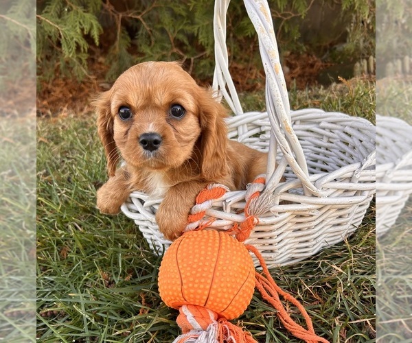 Medium Photo #2 Cavalier King Charles Spaniel Puppy For Sale in MIDDLEBURY, IN, USA