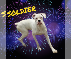 Boxer Dogs for adoption in Seaford, DE, USA