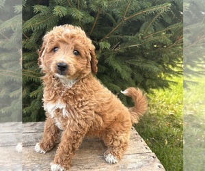 Goldendoodle (Miniature) Puppy for sale in MIDDLEBURY, IN, USA