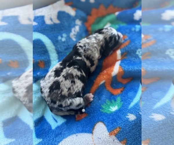 Medium Photo #22 Aussiedoodle-Bernedoodle Mix Puppy For Sale in BELTON, SC, USA