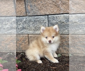 Pomeranian Puppy for sale in CANOGA, NY, USA