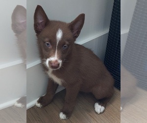 Medium Pomsky