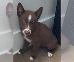 Puppy Lala Pomsky