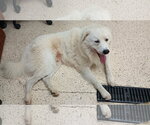 Small #67 Chow Chow-Great Pyrenees Mix